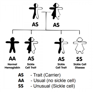 sickle cell anemia punnett square