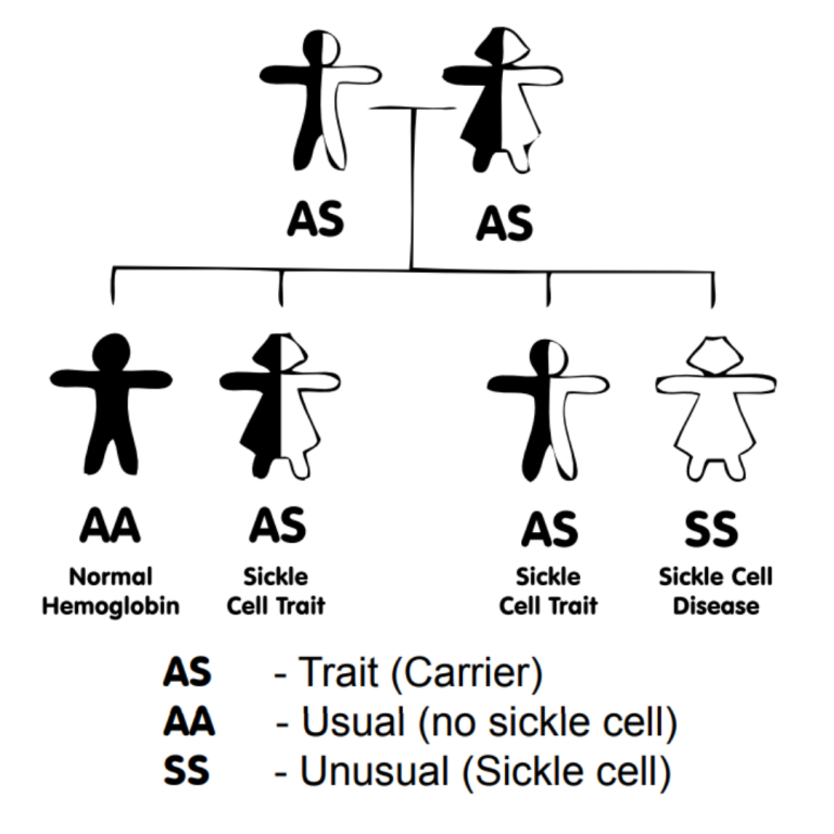 inheritance-of-sickle-cell-anaemia-sickle-cell-society